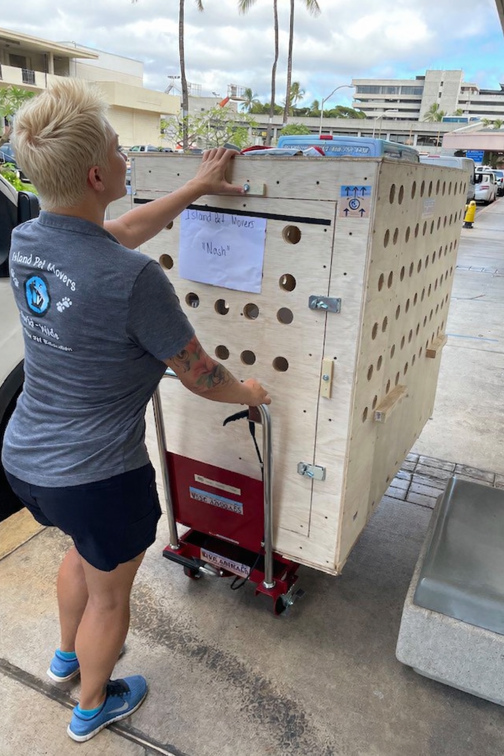 Professional handling a pet travel crate representing hands on experience in live animal customs clearance and transport coordination